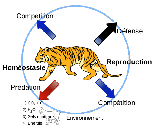 Les carnivores doivent également trouver les ressources vitales, maintenir leur structure et se reproduire.