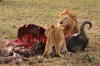 Lions mangeant un buffle