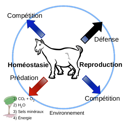 Les herbivores doivent trouver les resssources vitales, maintenir leur structure et se reproduire