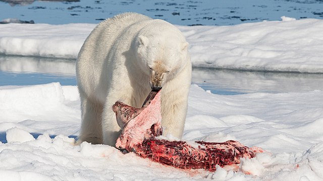 Un ours polaire dévorant sa proie