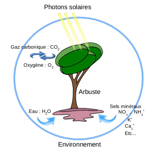 Un arbuste doit trouver dans son environnement 4 éléments physico-chimiques indispensables à sa survie