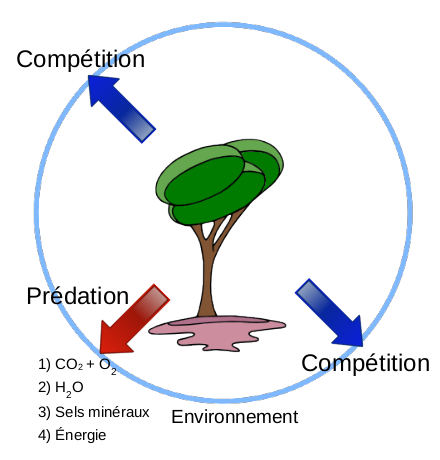 La compétition et les plantes hautes