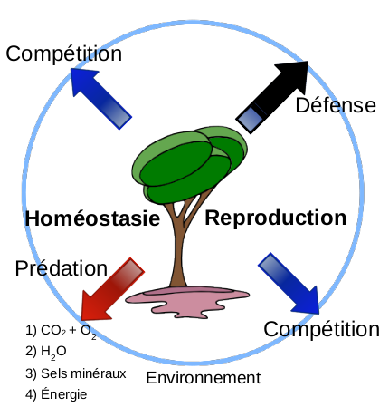 Homéostasie et reproduction de l'arbuste