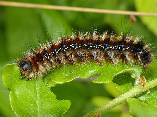 Chenille (lépidoptère)