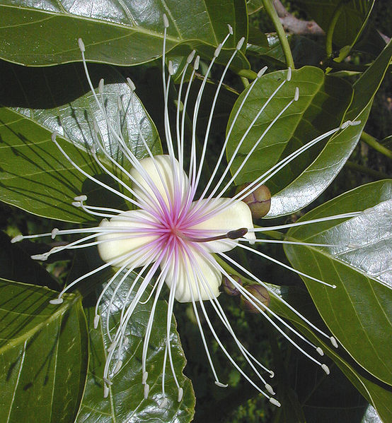 La fleur est l'appareil qui permet la reproduction chez les plantes angiospermes