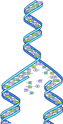 La molécule d'ADN