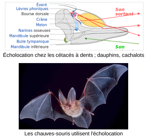 L'écholocalisation, ou écholocation, consiste à envoyer des sons et à écouter leur écho pour localiser, et dans une moindre mesure identifier, les éléments d'un environnement.