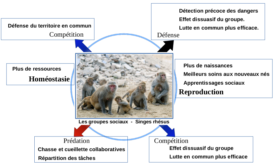 Un individu vit en société uniquement si la coopération lui apporte un avantage en terme de survie.