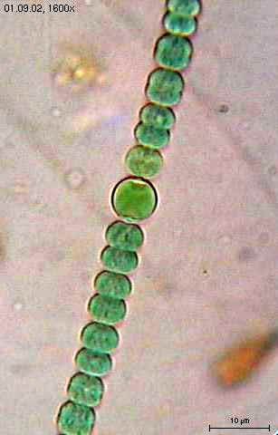 Cyanobacteria : Organismes procaryotes photosynthétiques