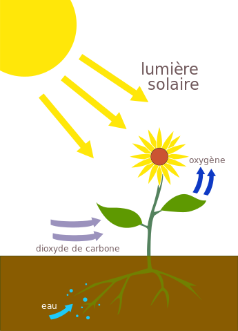 La photosynthèse