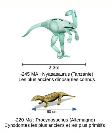 Divergence des cynodontes
