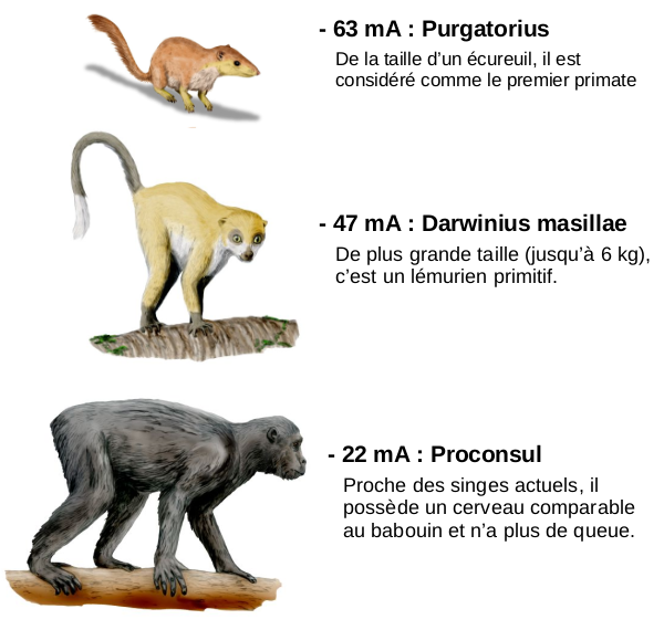 Évolution des primates