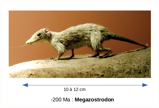 Megazostrodon est un genre éteint de Mammaliaformes, parfois considéré comme un des plus anciens mammifères.