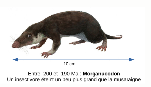 Morganucodon est un genre éteint de petits animaux insectivores ayant vécu pendant l'ère secondaire il y a environ entre −220 et −200 Ma