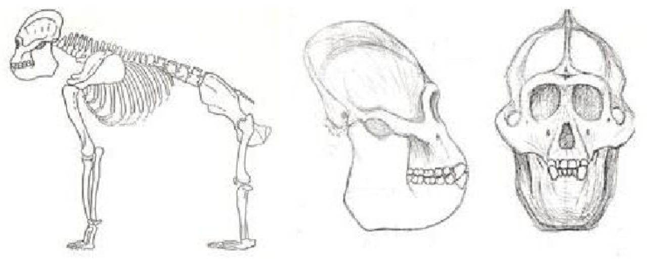 Nakalipithecus est un genre éteint d'hominidés qui vivait en Afrique de l'est au Miocène, il y a environ 10 millions d'années.