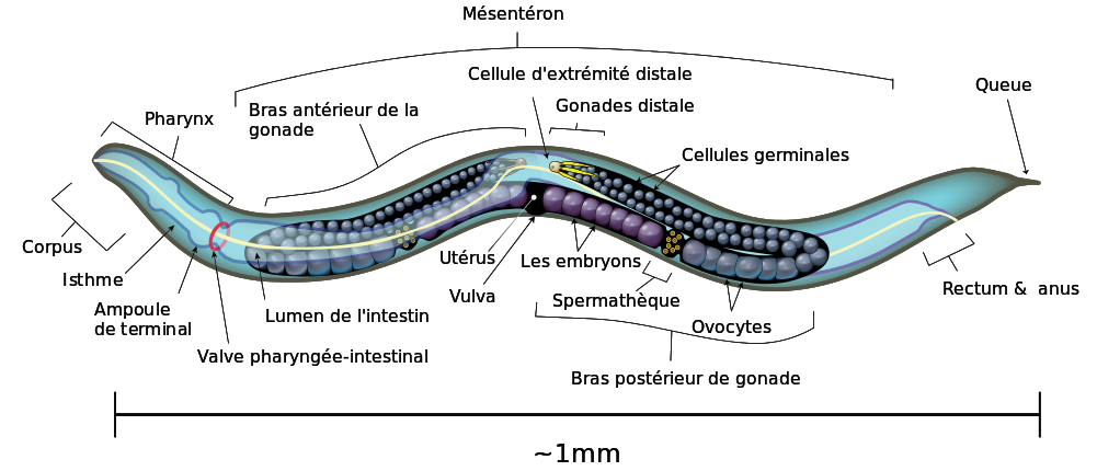 Caenorhabditis elegans