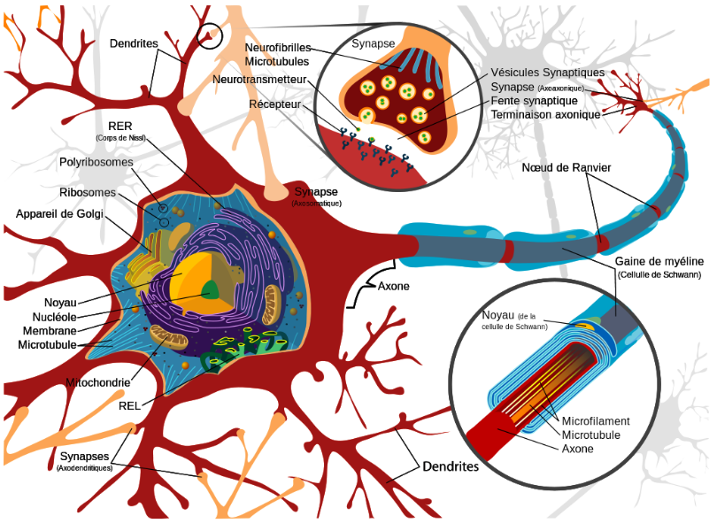 Plasticité neuronale, neuroplasticité ou encore plasticité cérébrale sont des termes génériques qui décrivent  les mécanismes par lesquels le cerveau est capable de se modifier lors des processus de neurogenèse dès la phase embryonnaire ou lors d'apprentissages