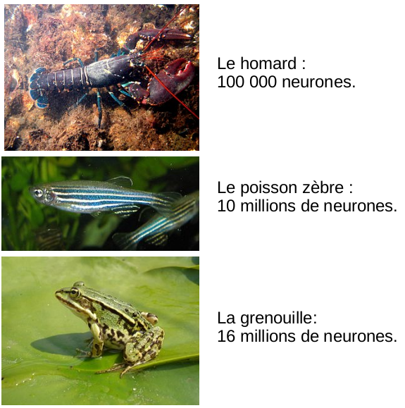 Espèces animales classées par le nombre de neurones constituant l'ensemble de leur système nerveux.