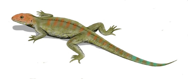Un des premiers reptiles