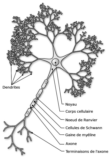 Schéma simplifié d'un neurone