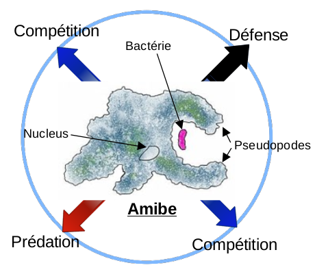 Schéma d'une amibe