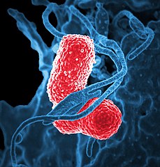 Bactéries au microscope