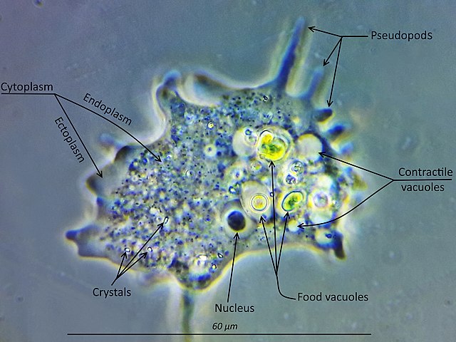 Amibe au microscope