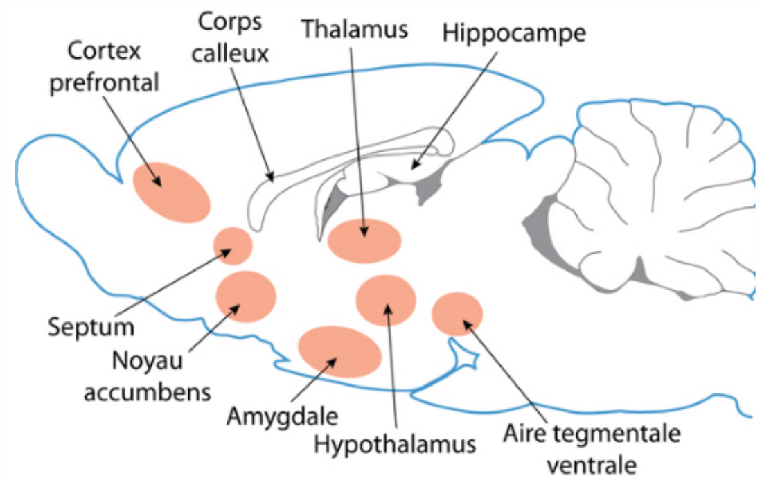 Principales aires du cerveau du rat domestique