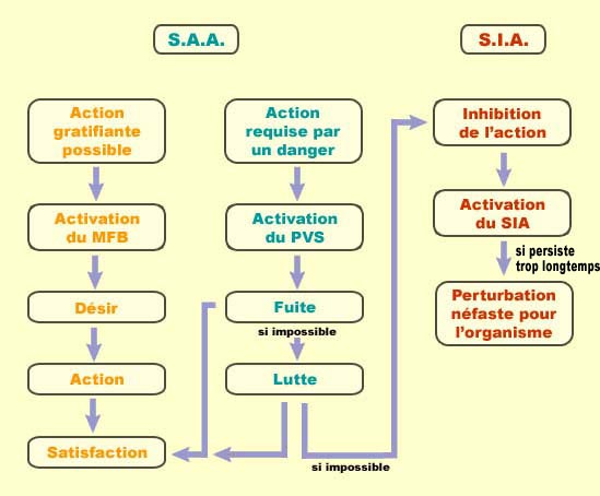 Système activateur de l'action et système inhibiteur de l'action