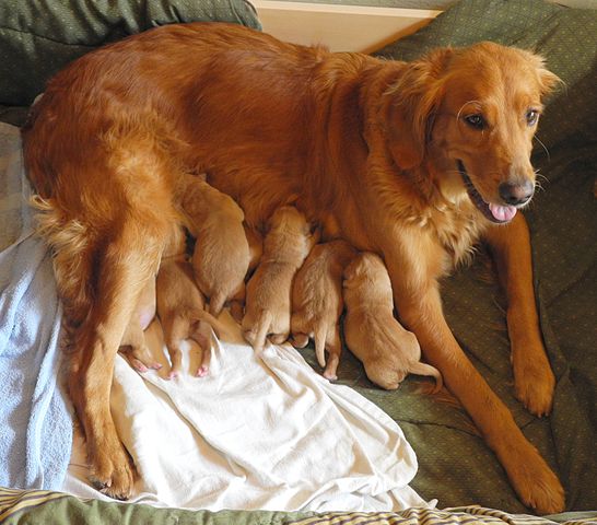 Chienne allaitant ses petits