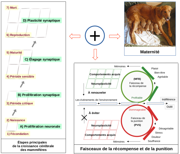 Synthèse des 3 évolutions importantes du système nerveux des mammifères
