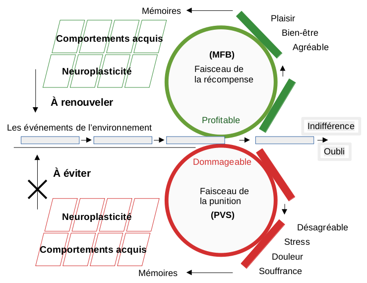 Schéma mnémotechnique des faisceaux de la récompense et de la punition