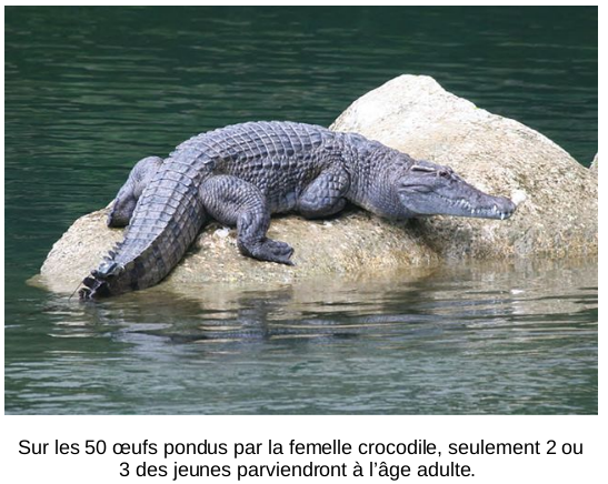 Seuls environ 5 % des œufs éclos survivront