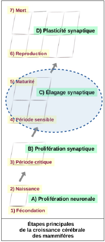 L'élagage des connexions synaptiques est étroitement associé à la phase d'apprentissage