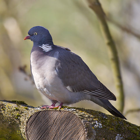 Le pigeon ramier (Columba palumbus) ou palombe est la plus grande et la plus commune des espèces de pigeons européens