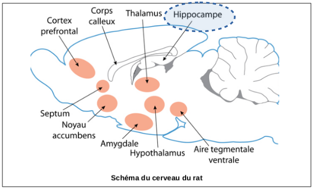 Schéma simplifié des différentes aires de l'encéphale du rat.