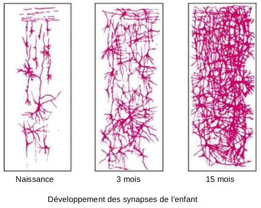 Prolifération des synapses chez l'enfant.