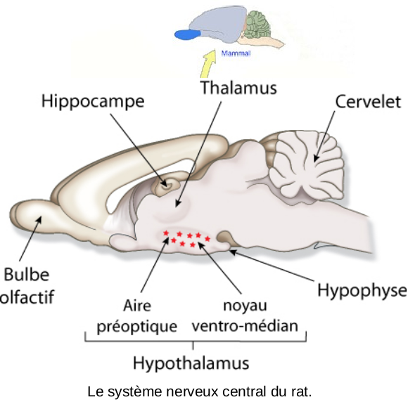 Le système nerveux central du rat