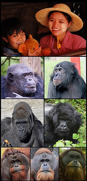 La classification moderne dans laquelle l'homme n'est plus isolé dans une famille propre met de très longues années à s'imposer dans la communauté scientifique des primatologues et des paléoanthropologues, mais également dans les programmes d'enseignement ou dans les ouvrages et revues de vulgarisation.