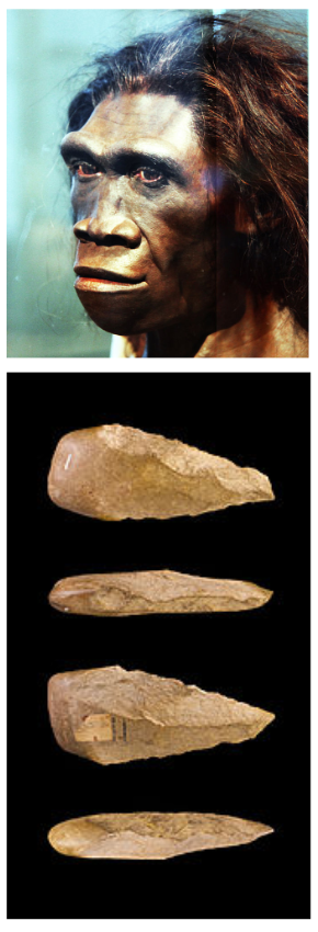 Home erectus (homme debout) fabrique différents outils taillés de manière sophistiquée.
