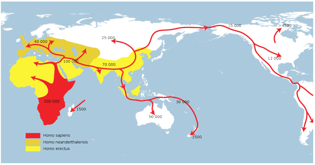 Homo sapiens succède à Homo erectus et le remplace sur toute la planète.