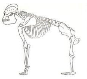Nakalipithecus est un genre éteint d'hominidés qui vivait en Afrique de l'est au Miocène, il y a environ 10 millions d'années.