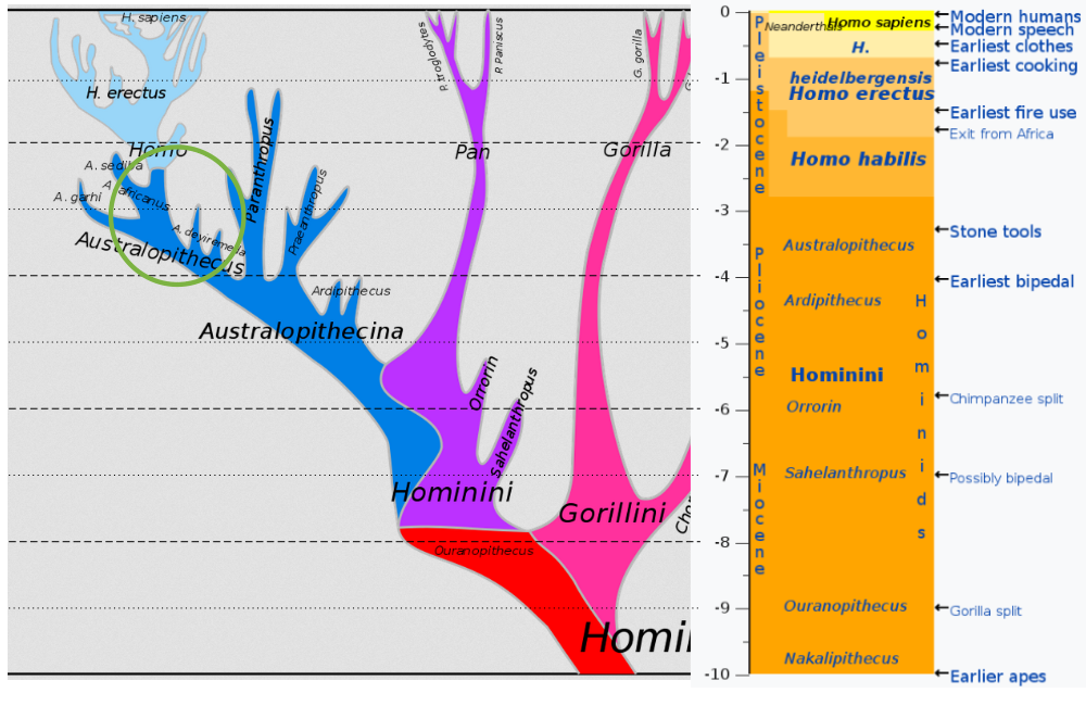 L’australopithèque ne possède pas une bipédie complète: il se déplace encore par brachiation si besoin