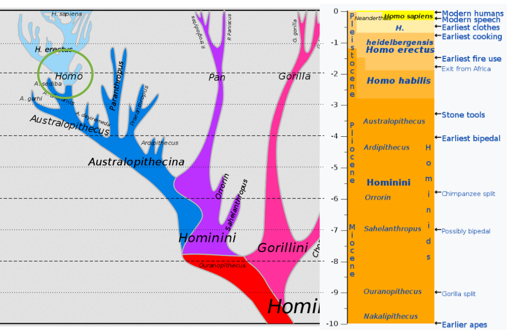 Homo Habilis remplace progressivement australopithèque et poursuit la verticalisation du squelette.