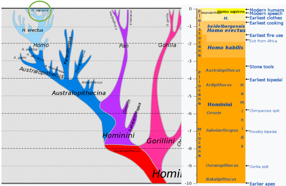 Homo sapiens succède à Homo erectus et le remplace sur toute la planète.