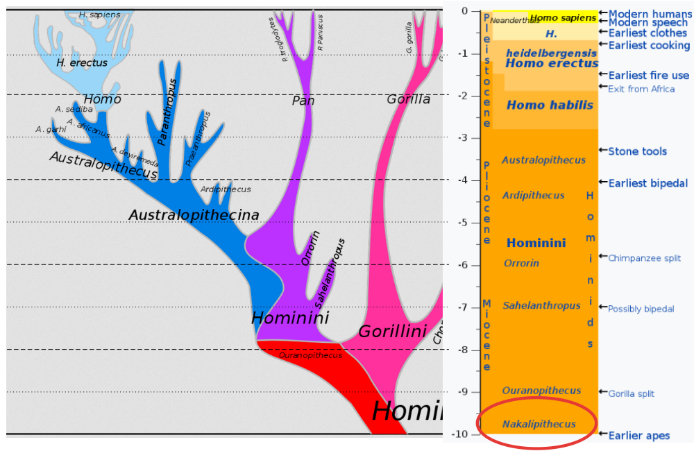 Nakalipithecus est un genre éteint d'hominidés qui vivait en Afrique de l'est au Miocène, il y a environ 10 millions d'années.