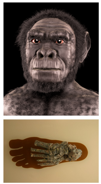Homo Habilis remplace progressivement australopithèque et poursuit la verticalisation du squelette.