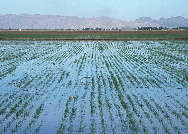 Irrigation des champs